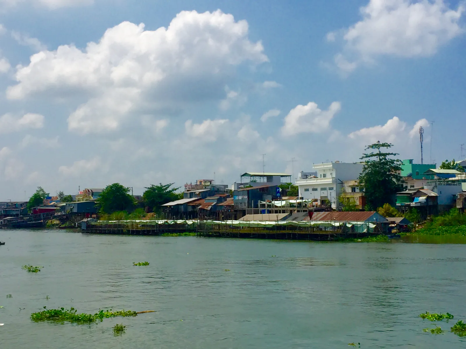 Khúc sông rộng có lục bình trôi ở Châu Đốc, bờ bên kia là dãy nhà sàn mái tôn và bè cá phủ bạt trắng nhô ra mặt nước, phía sau là nhà phố thấp tầng.