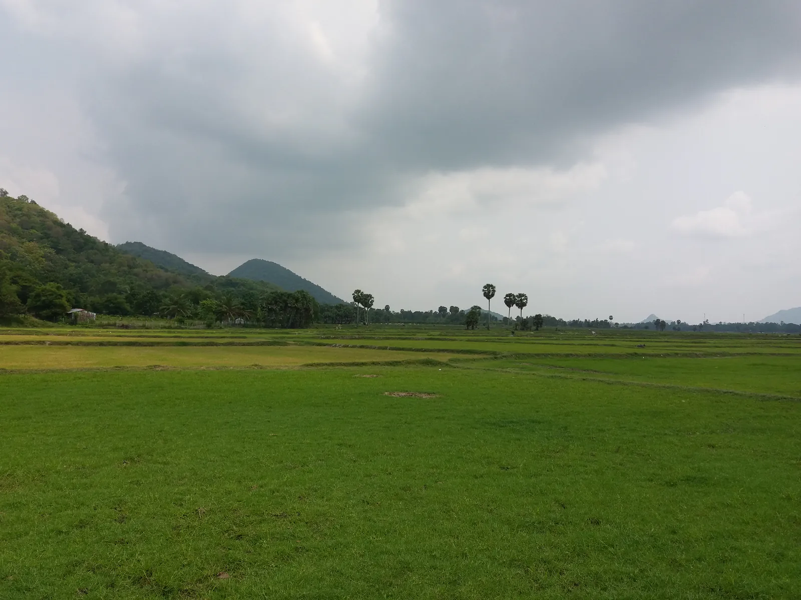 Cánh đồng lúa xanh chia ô bằng bờ đất thấp ở vùng biên giới An Giang, vài cây thốt nốt rải rác và những ngọn núi sót thấp nhô lên ở chân trời dưới trời mây giông