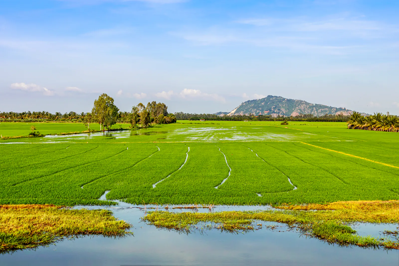 Cánh đồng lúa xanh ngập nước ở vùng Thất Sơn, An Giang, phía xa là một ngọn núi sót thấp nổi lên giữa đồng bằng phẳng