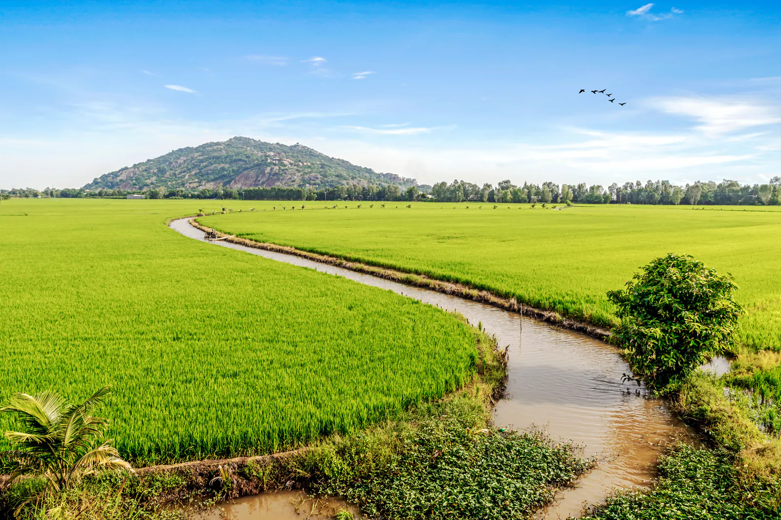 Kênh nước nhỏ uốn lượn giữa ruộng lúa xanh của đồng bằng An Giang, xa xa là ngọn núi sót thấp phủ cây